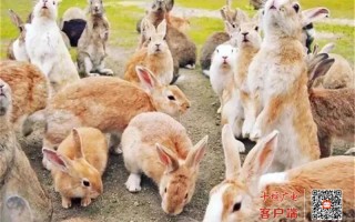 兔乐园游玩攻略，兔兔乐园在哪里