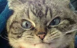 馋猫咪文案沙雕，馋猫咪文案沙雕句子