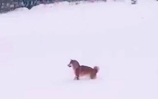 商洛下雪游玩攻略，商洛下雪游玩攻略大全